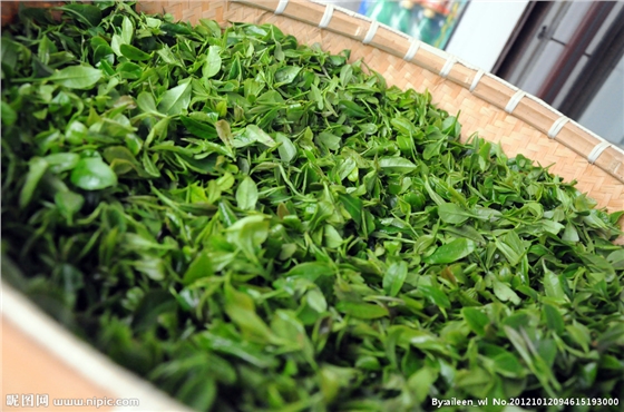 茶葉減農殘，施肥要微補控氮