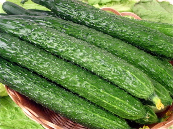 #微肥課堂#黃瓜味苦，天氣or肥料，到底誰(shuí)之過(guò)？