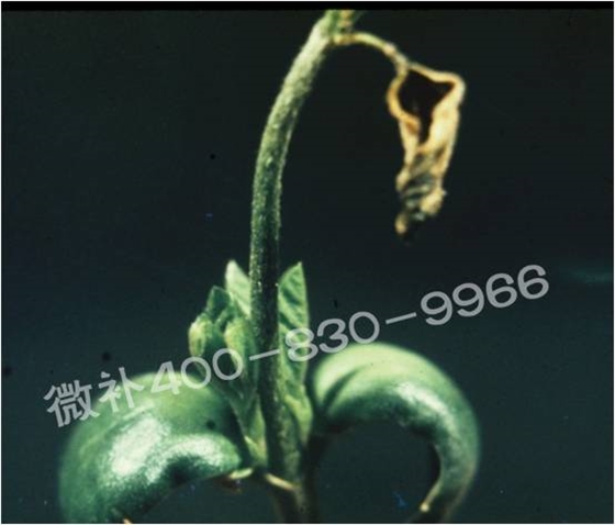 莖尖枯死，到底是缺硼還是缺鈣？