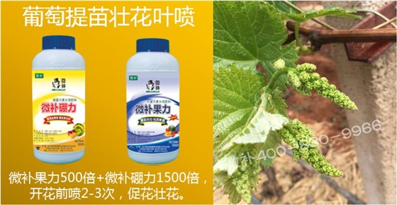 葡萄萌芽期如何預防倒春寒？