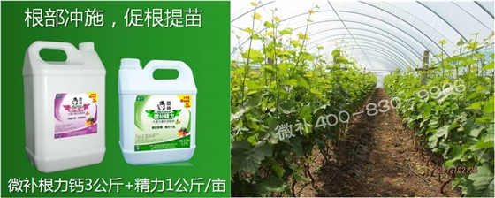 葡萄萌芽期如何預防倒春寒？