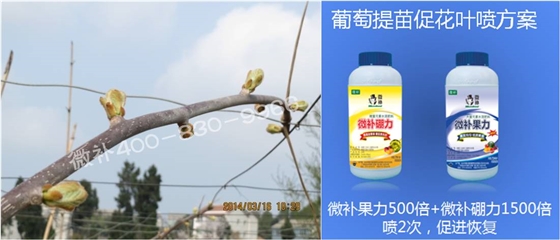 獼猴桃萌芽期如何施肥，才能促進(jìn)萌芽齊、萌芽壯？