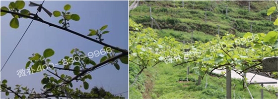獼猴桃萌芽期如何施肥，才能促進(jìn)萌芽齊、萌芽壯？