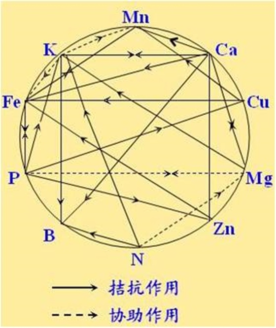 原料型鉀肥和鎂肥為什么會(huì )發(fā)生拮抗？