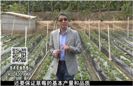 20180108珠江臺搖錢樹：草莓苗弱膨果增甜如何做？