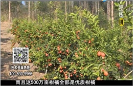 20180115珠江臺搖錢樹：廣西柑橘微補(bǔ)全年管理樹壯增產(chǎn)