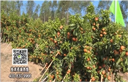 20180129珠江臺搖錢樹：柑橘種出品質(zhì)果、采后如何管理？