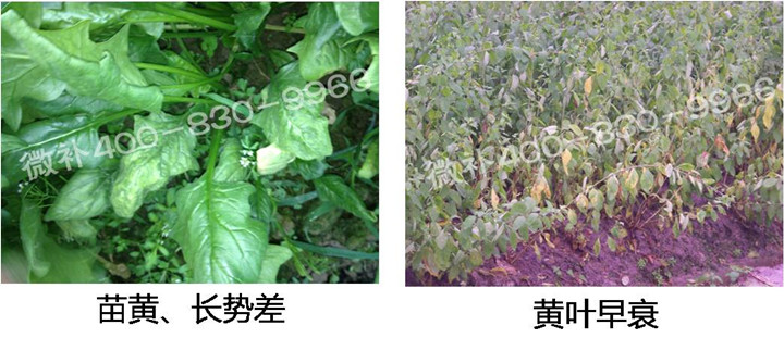 2、苗期后期.jpg