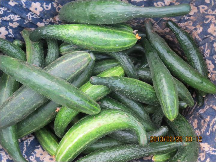 #微肥課堂#黃瓜味苦，天氣or肥料，到底誰(shuí)之過(guò)？