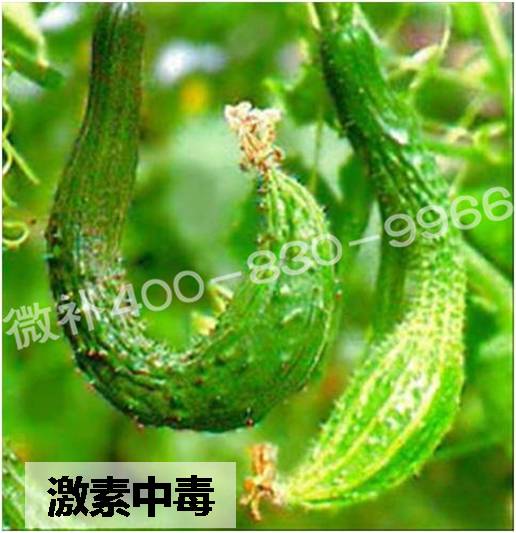 #微肥課堂#葉面肥含激素好嗎？