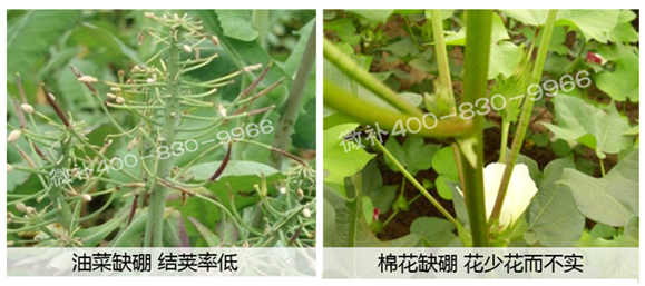 春季作物為什么需要大量用硼肥？