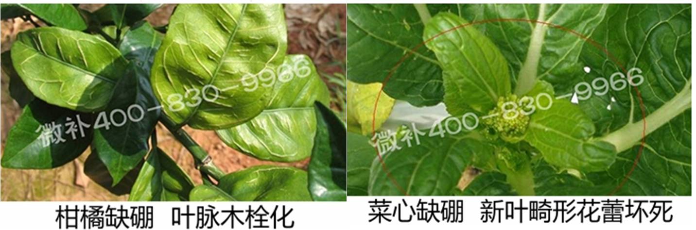 春季作物為什么需要大量用硼肥？