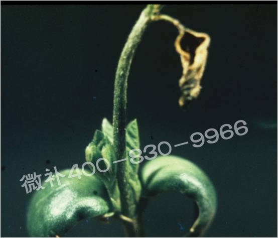 莖尖枯死，到底是缺硼還是缺鈣？