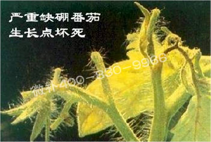 莖尖枯死，到底是缺硼還是缺鈣？