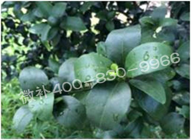 柑橘春梢弱，難抽發(fā)，到底是什么原因？