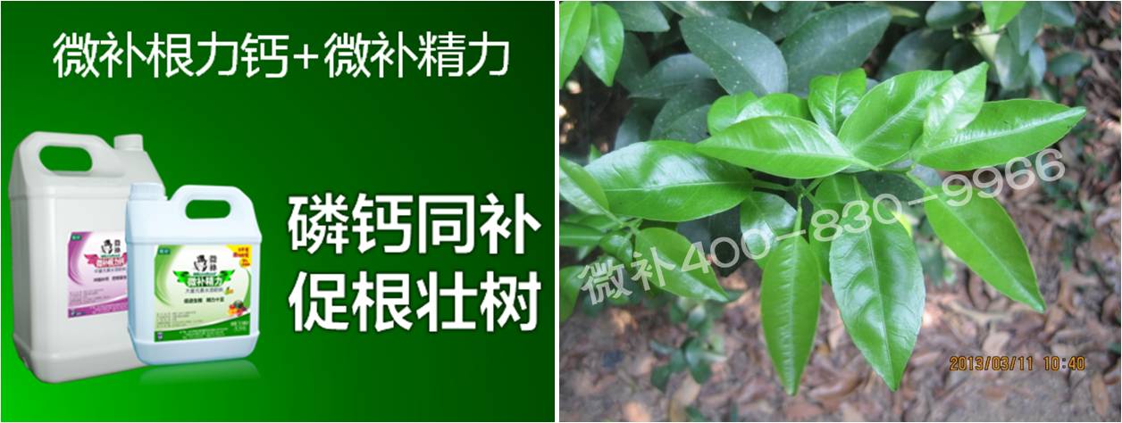 柑橘春梢弱，難抽發(fā)，到底是什么原因？