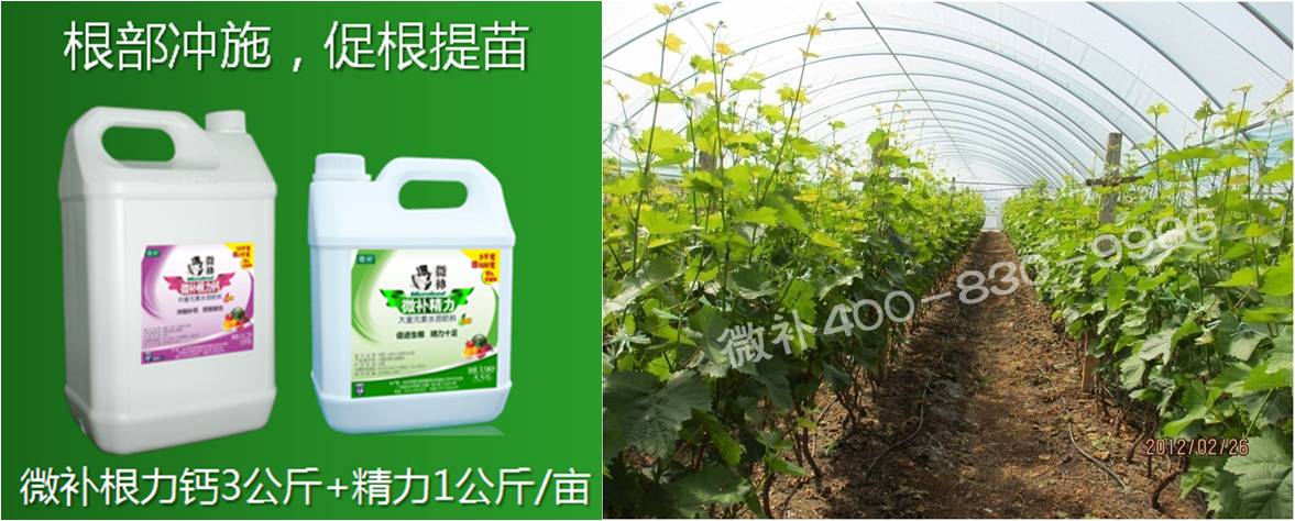 葡萄萌芽期如何預防倒春寒？