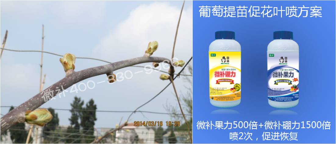 獼猴桃萌芽期如何施肥，才能促進(jìn)萌芽齊、萌芽壯？