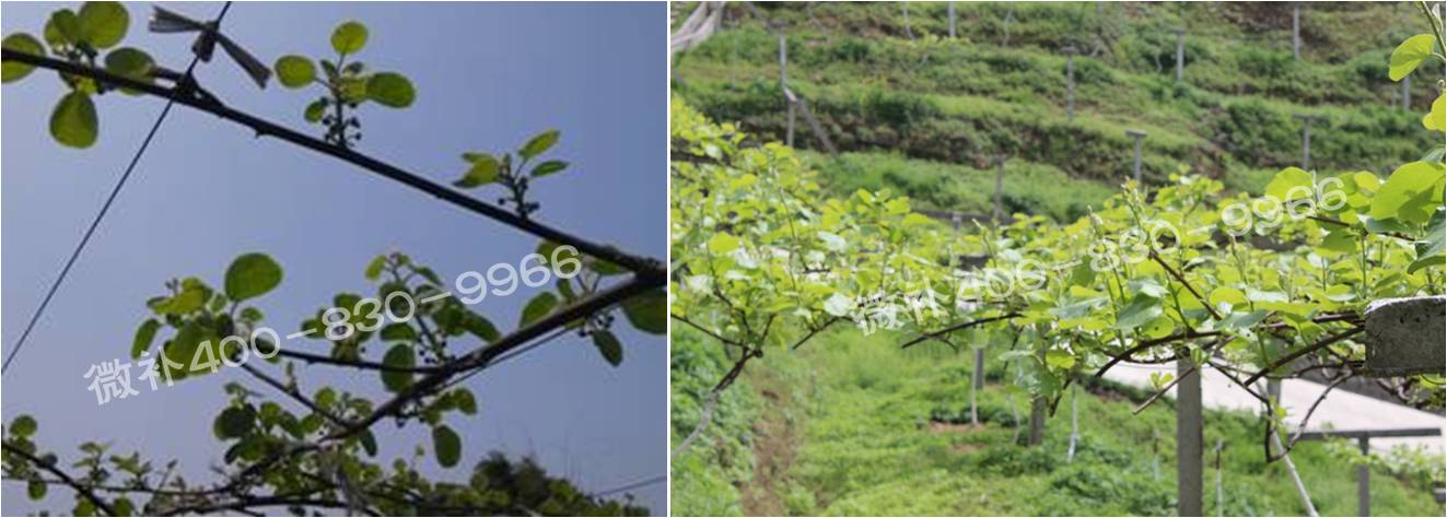 獼猴桃萌芽期如何施肥，才能促進(jìn)萌芽齊、萌芽壯？