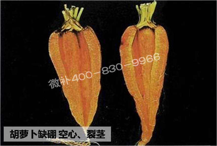 大田作物缺硼，就用高生物活性海藻液體硼，補硼更有效！