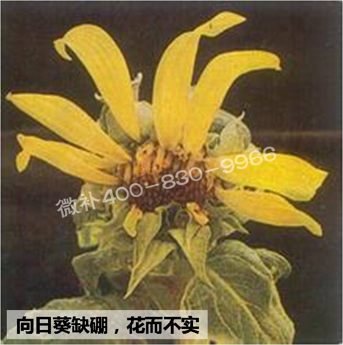 大田作物缺硼，就用高生物活性海藻液體硼，補硼更有效！