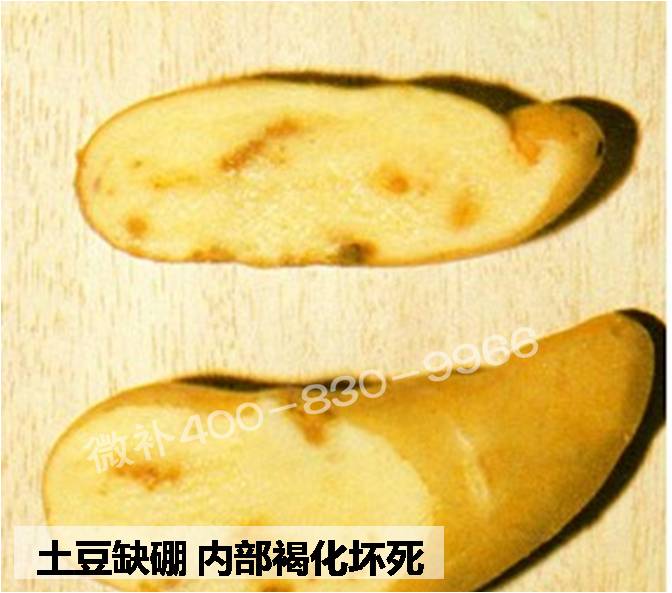 大田作物缺硼，就用高生物活性海藻液體硼，補硼更有效！