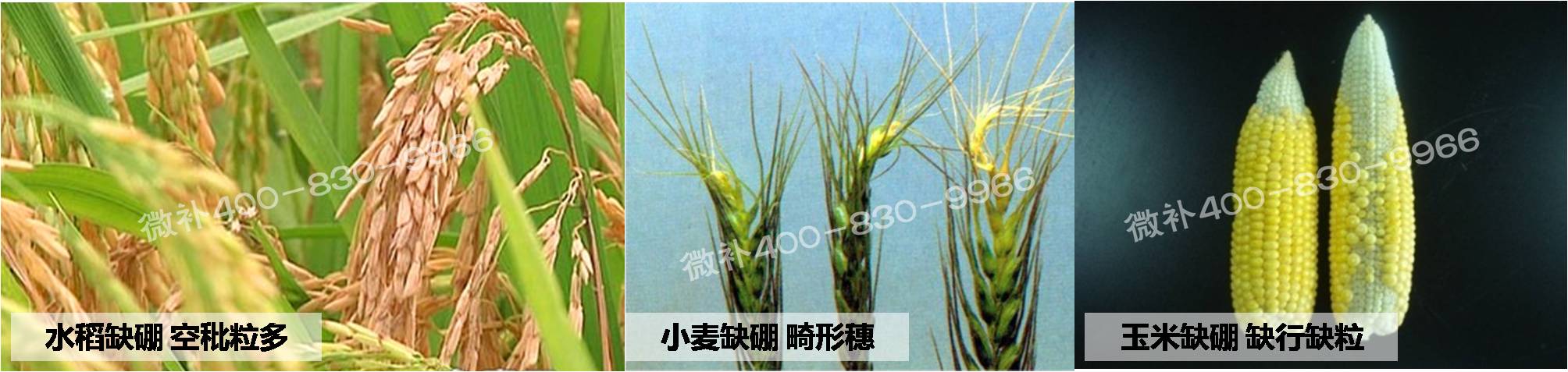 大田作物缺硼，就用高生物活性海藻液體硼，補硼更有效！