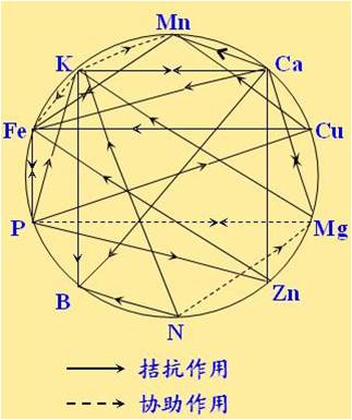 原料型鉀肥和鎂肥為什么會(huì )發(fā)生拮抗？