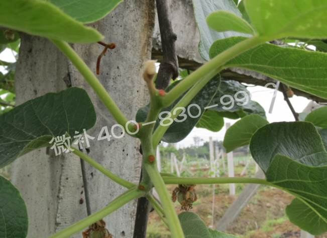 獼猴桃缺鈣對抽梢開(kāi)花有什么影響？