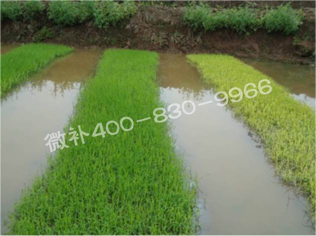 水稻黃秧、爛秧怎么辦？