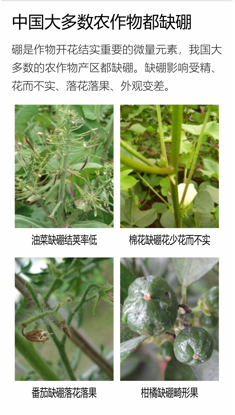 因迪樂(lè )有機海藻硼750_02.jpg
