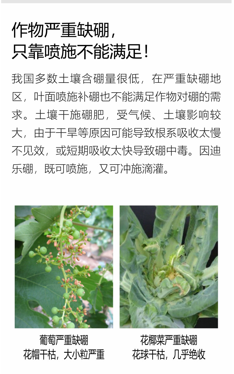 因迪樂(lè )有機海藻硼750_04.jpg