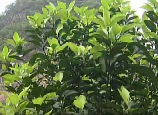 柑橘淋沖微補鈣肥，促根預防黃樹(shù)，樹(shù)壯保果品質(zhì)好