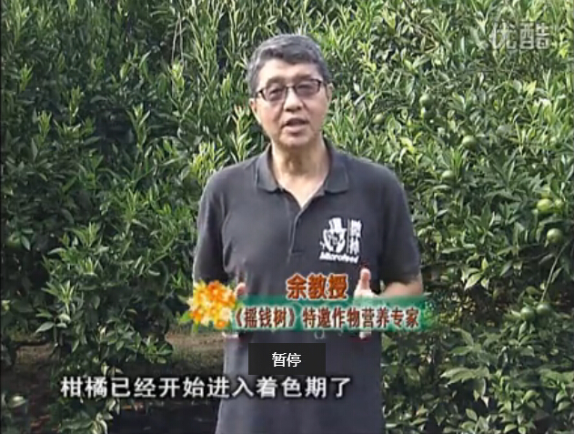 20150928珠江臺搖錢(qián)樹(shù)：如何提高柑橘硬度？預防減少浮皮霜凍果