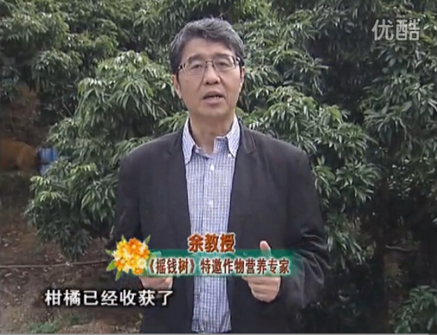 20160104珠江臺搖錢(qián)樹(shù)：防治柑橘黃樹(shù)、減少采后弱樹(shù) 撒微補倍力、噴碧力+壯力