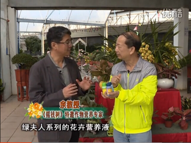 20160111珠江臺搖錢(qián)樹(shù)：家庭盆栽花卉黃葉又難養？用綠夫人，枝繁葉茂、花多花艷