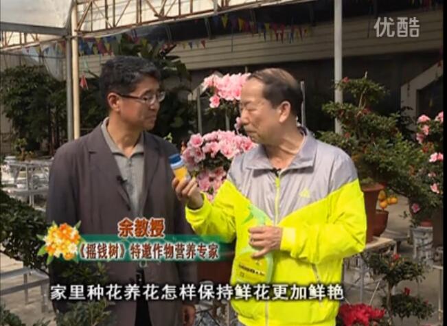20160118珠江臺搖錢(qián)樹(shù)：家庭花卉用綠夫人600度鮮花營(yíng)養液，花開(kāi)鮮艷、花期長(cháng)