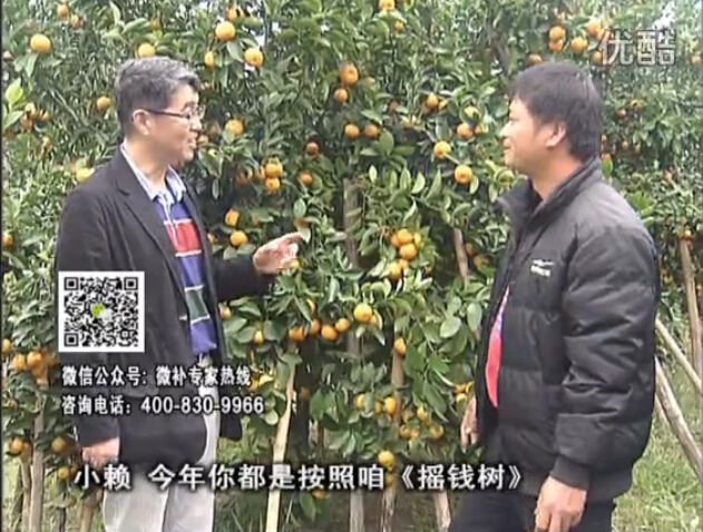 20160125珠江臺搖錢(qián)樹(shù)：如何解決柑橘兩大問(wèn)題：黃樹(shù)和果品質(zhì)差？