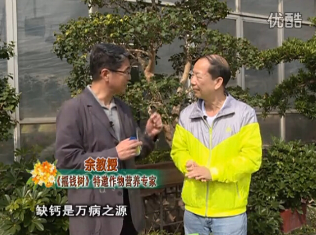 20160125珠江臺搖錢(qián)樹(shù)：家庭盆栽花卉?chē)娋G夫人160度補鈣抗病液，長(cháng)勢精神、抗病好