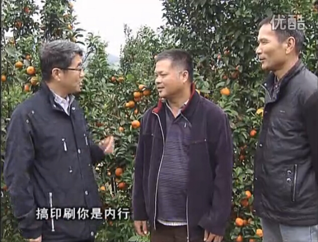 20160201珠江臺搖錢(qián)樹(shù)：開(kāi)印刷廠(chǎng)改行種柑橘，保樹(shù)靚今年還高產(chǎn)？