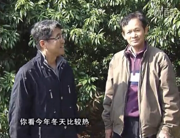 20160201珠江臺搖錢(qián)樹(shù)：暖冬荔枝易沖梢，如何促花壯花好？看微補