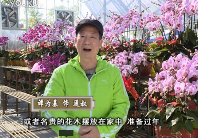 20160201珠江臺搖錢(qián)樹(shù)：新春家養花卉、盆栽，如何養護葉子、鮮花、果子保鮮更長(cháng)？