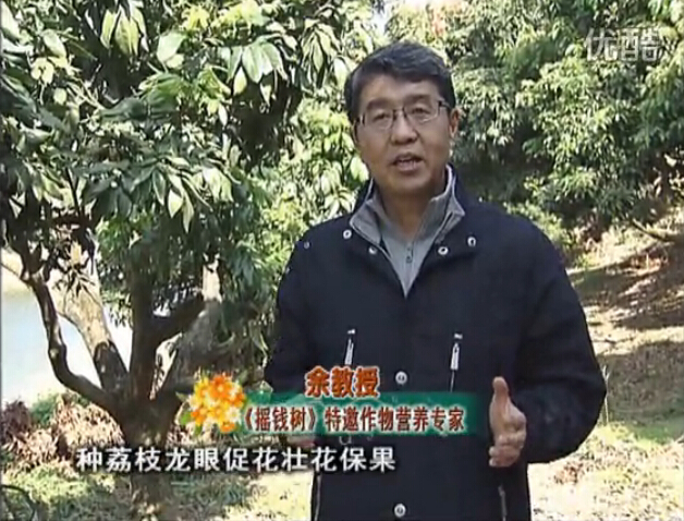 20160215珠江臺搖錢(qián)樹(shù)：龍眼撒微補倍力、噴花力+碧力，補鈣鎂鋅硼保葉壯花
