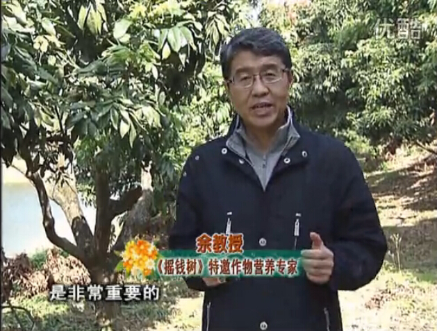 20160215珠江臺搖錢(qián)樹(shù)：名貴花木盆景，用綠夫人系列保葉、花靚、又抗病