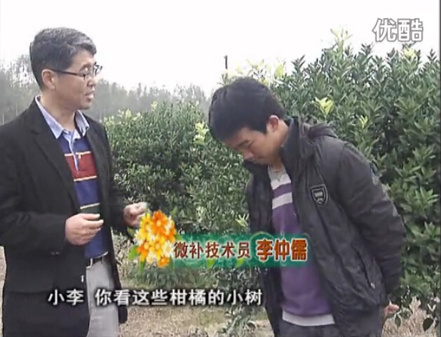 20160215珠江臺搖錢(qián)樹(shù)：柑橘小樹(shù)頭年掛果撒微補倍力、噴花力+碧力，壯樹(shù)促花好