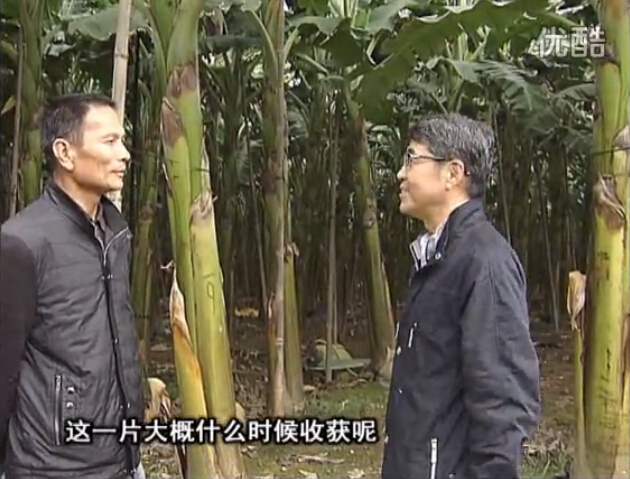 20160222珠江臺搖錢(qián)樹(shù)：粉蕉用微補方案，抽蕉好、葉干邊爛頭少