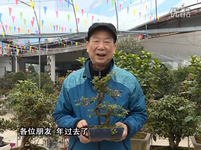 20160229珠江臺搖錢(qián)樹(shù)：盆景換盆養護，用綠夫人營(yíng)養液恢復生機