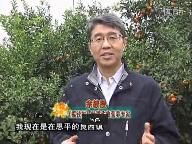 20160229珠江臺搖錢(qián)樹(shù)：柑橘用微補全年方案，黃樹(shù)恢復、果品質(zhì)好賣(mài)價(jià)高