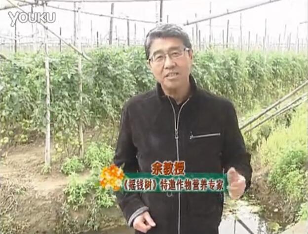 20160307珠江臺搖錢(qián)樹(shù)：天冷蔬菜有價(jià)卻無(wú)產(chǎn)？用微補方案苗壯保葉有產(chǎn)！