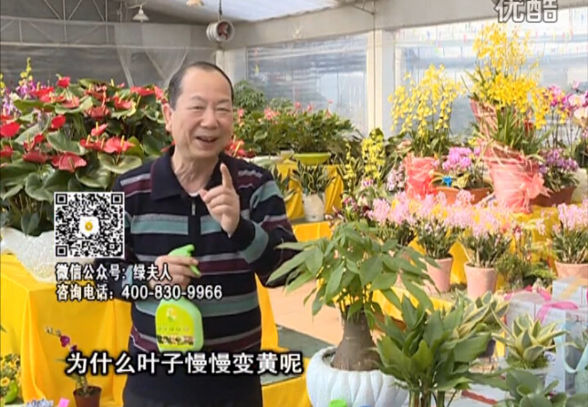 20160307珠江臺搖錢(qián)樹(shù)：陰生植物也不好種，黃葉多長(cháng)勢弱？用綠夫人來(lái)呵護